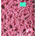 Hojas de albaricoque en flor. SILHOUETTE 928-21S