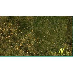 Fertile plain meadow.