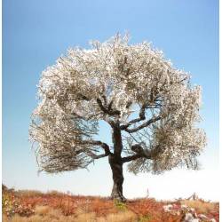 Cherry tree.