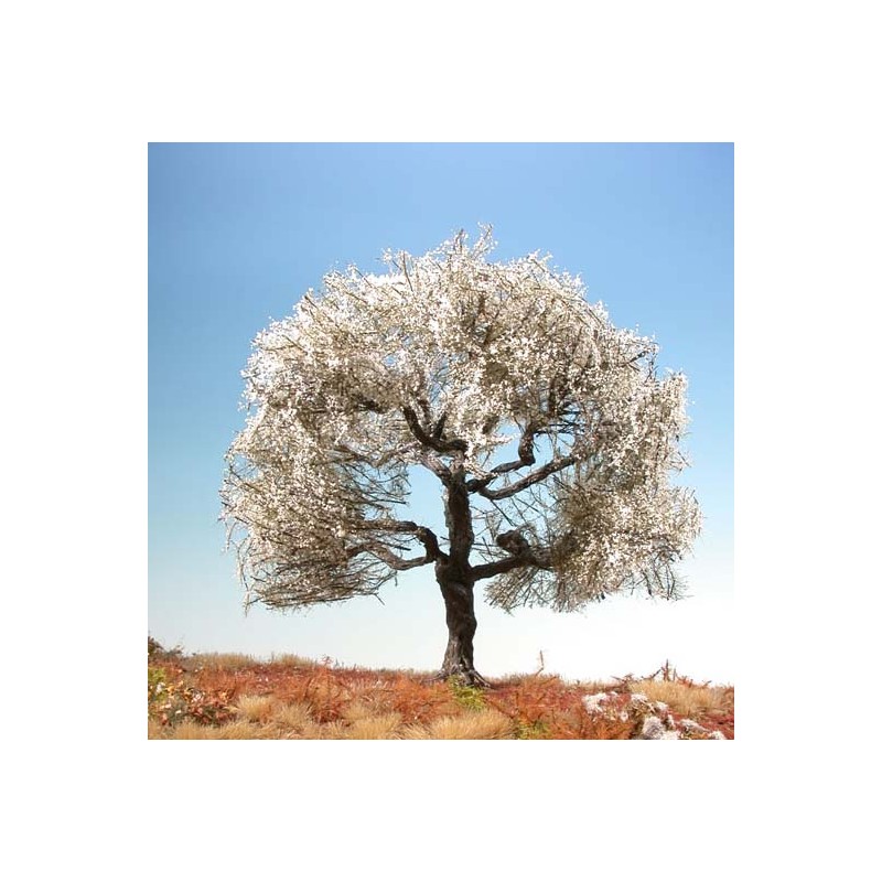 Cerezo. SILHOUETTE 227-11