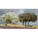 Plantas arbustivas. SILHOUETTE 250-05