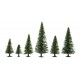 50 model spruce trees.