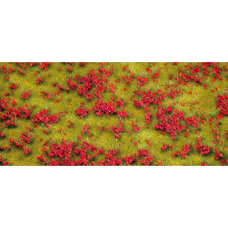 Flowering meadow red. Flowering meadow red.
