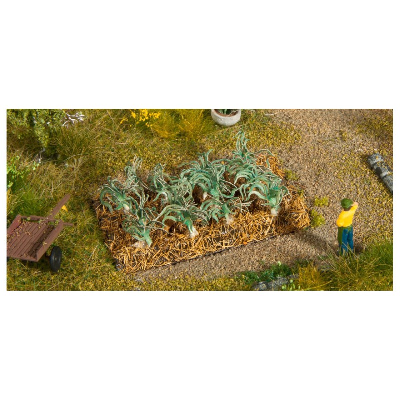 Plantas de colinabo. Plantas de colinabo.