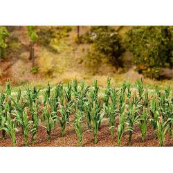 36 Maize plants. FALLER 181250