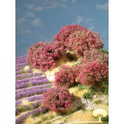 Plante arbustive dans les tons magenta.