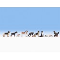 Dogs. NOCH 15717