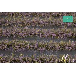 Campo de flores violetas.