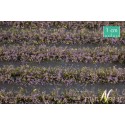 Campo de flores violetas. SILHOUETTE 767-24S