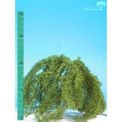 Weeping willow.