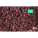 Hojas de arce. SILHOUETTE 932-22S