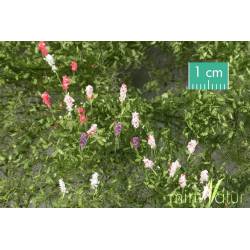 Lupinos.