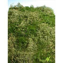 Vegetation mit Blumen.
