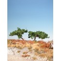 Pinos silvestres. SILHOUETTE 271-02