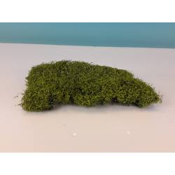 Arbusto cespuglioso, primavera.