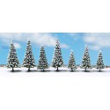 10 snow fir trees. 10 snow fir trees.