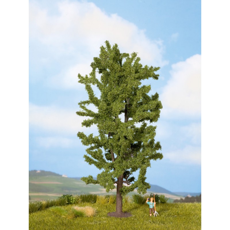 Horse-Chestnut Tree. Horse-Chestnut Tree.