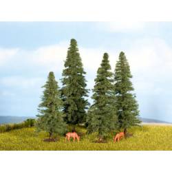 Sapins.