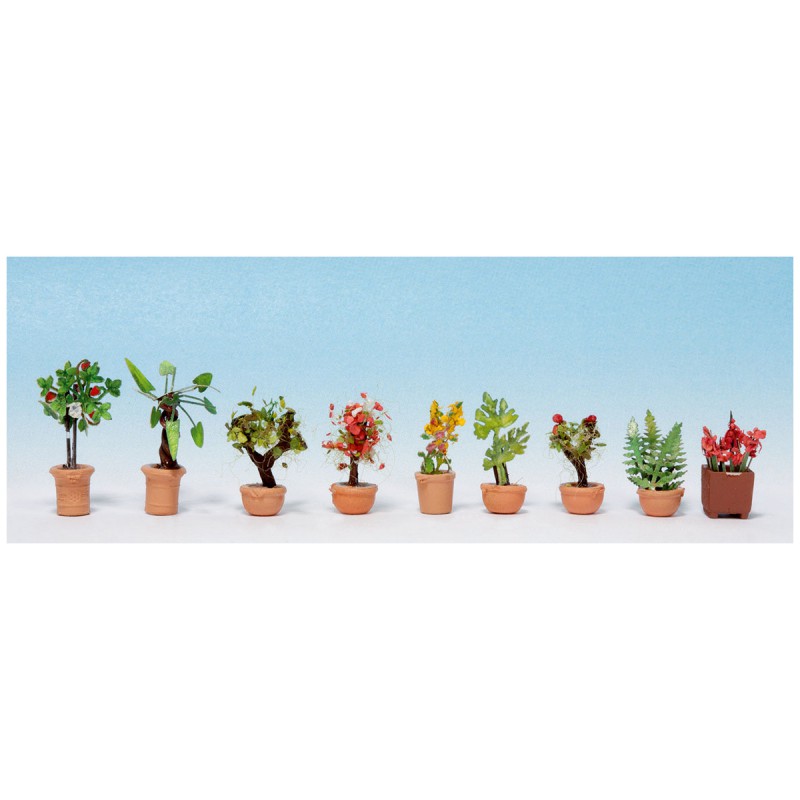 Flowers in pots. Flowers in pots.