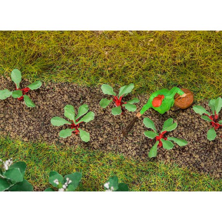 Rhubarb plants. Ready made.