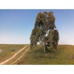 Weeping willow, summer.