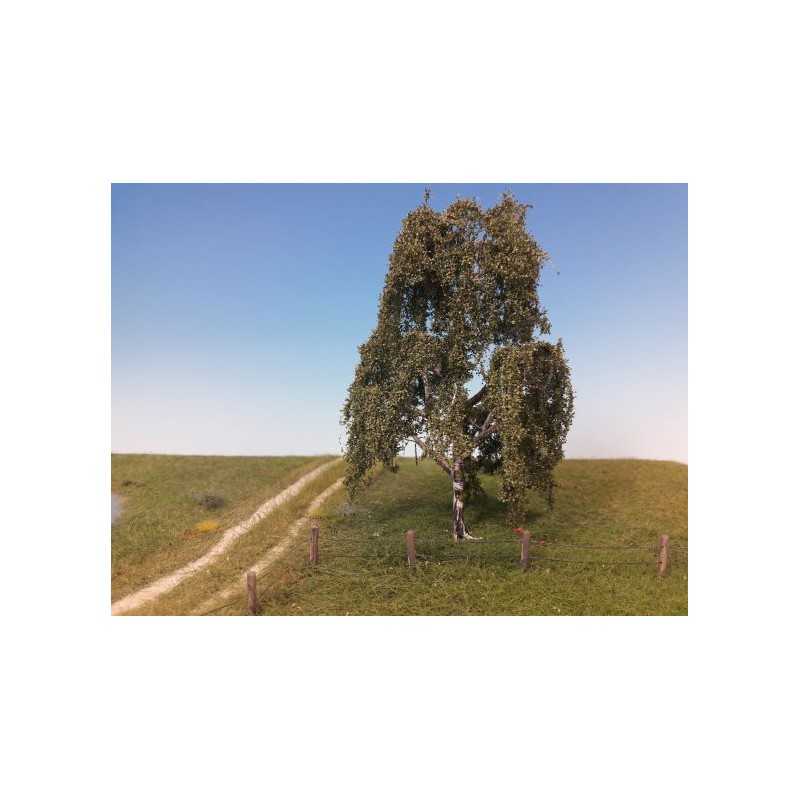 Sauce llorón, en verano.