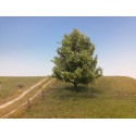 Weeping willow, summer.