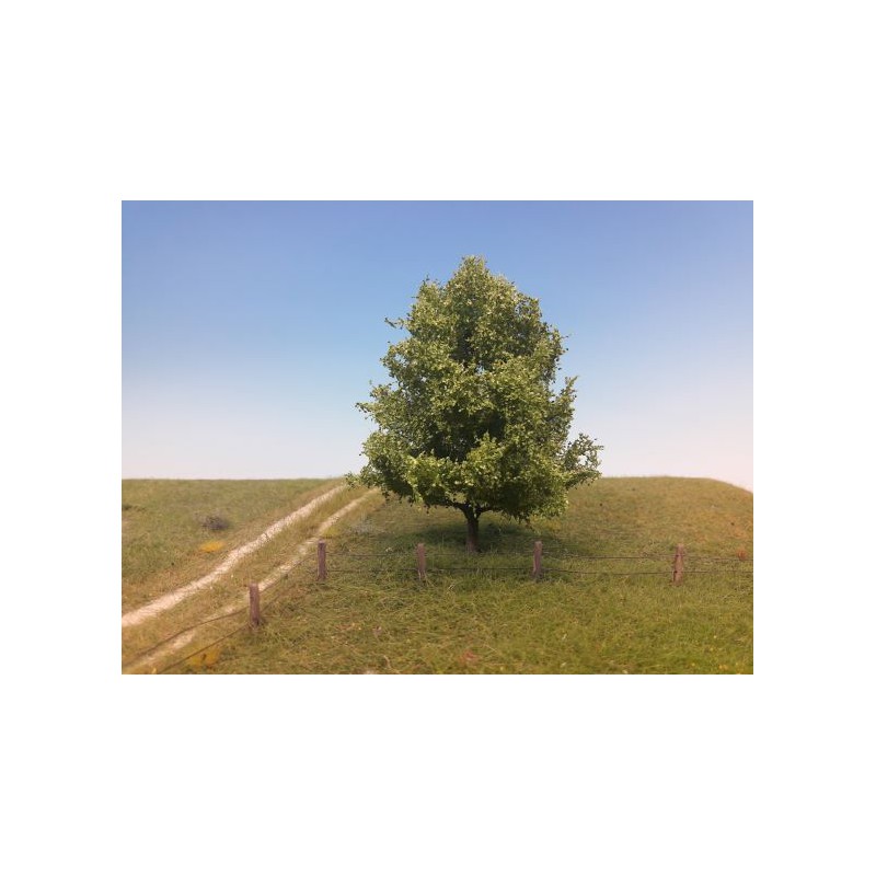 Sauce llorón, en verano.