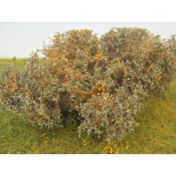 Plantes arbustives, aubépine.