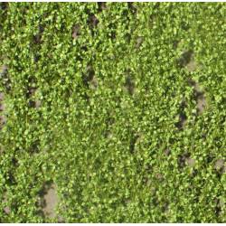 Lombardy poplar foliage.