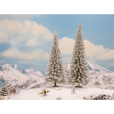 Snow fir trees.