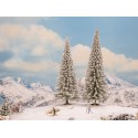 Snow fir trees.