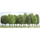 12 deciduous trees. BUSCH 6586