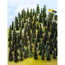100 pine trees.