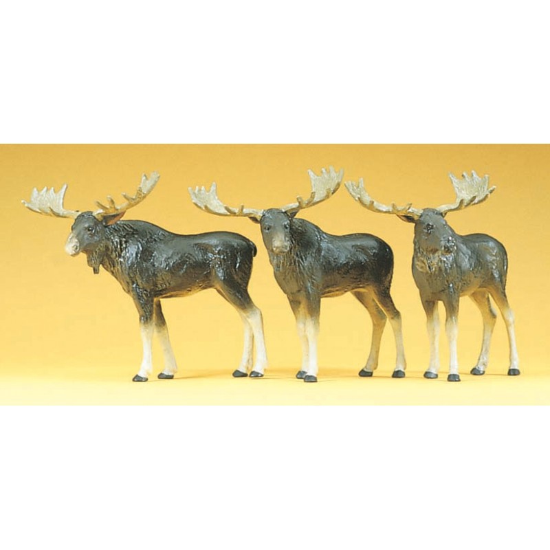 Camellos. Camellos.