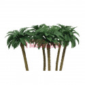Palm trees. Palm trees.