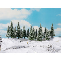 Snow fir trees.