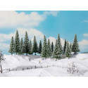 Snow fir trees.