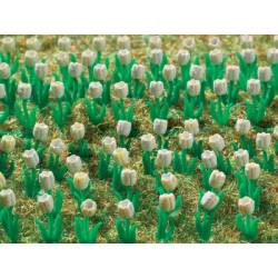 Tulips.