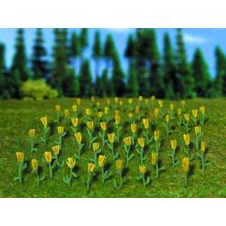 *Tulipanes.