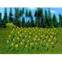 Narcisos. VOLLMER 5123