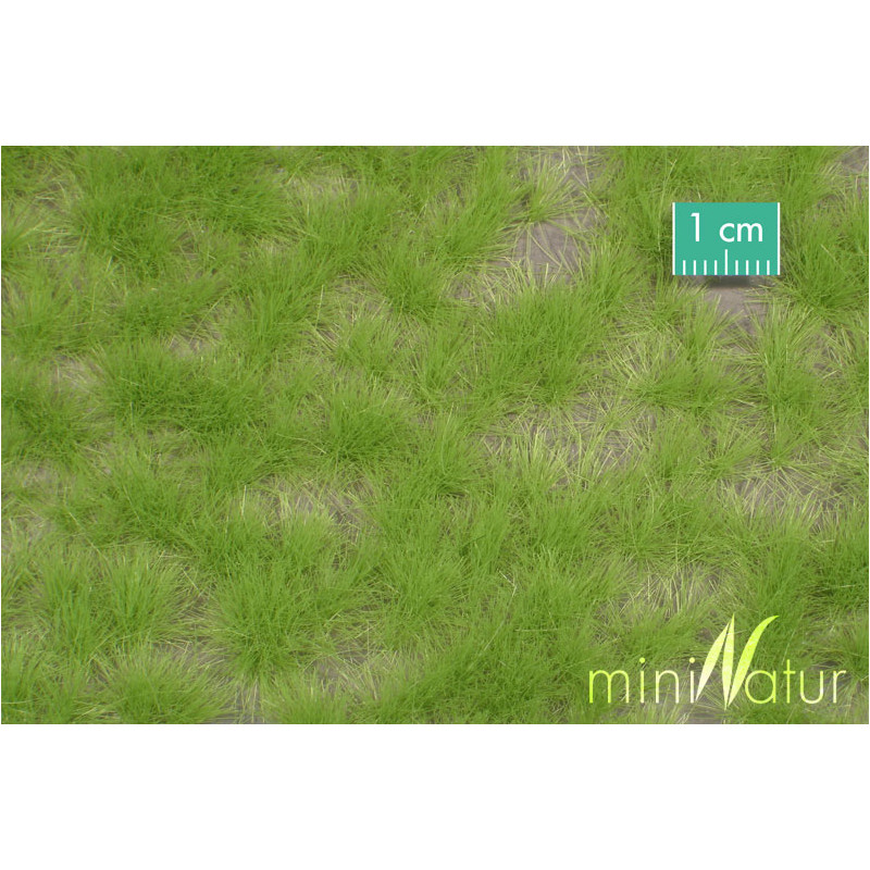 Mechones de césped, primavera.