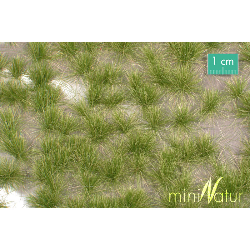 Mechones de césped, principios de otoño.