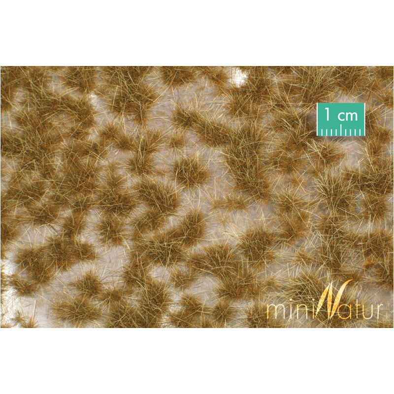 Two coloured grass tufts, summer.