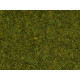 Wild Grass XL, medium green.