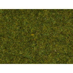 Erbe selvatiche, prato verde.