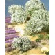 White rhododendron. SILHOUETTE 253-02