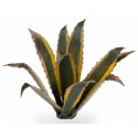 Plantas láser. Agave.