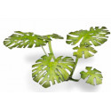 Plantas láser. Monstera. Plantas láser. Monstera.