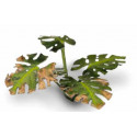 Plantas láser. Monstera. Plantas láser. Monstera.